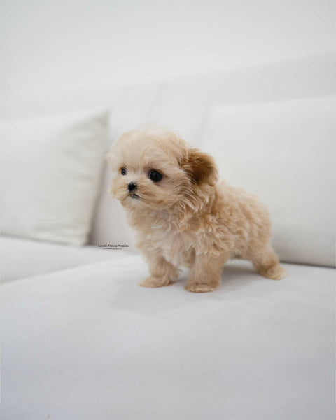 Teacup Maltipoo Male [Pablo]