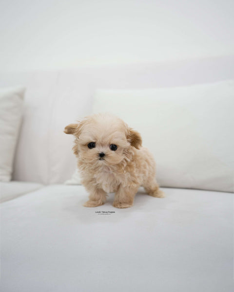 Teacup Maltipoo Male [Pablo]