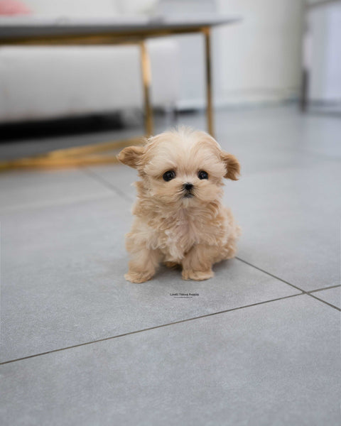 Teacup Maltipoo Male [Pablo]