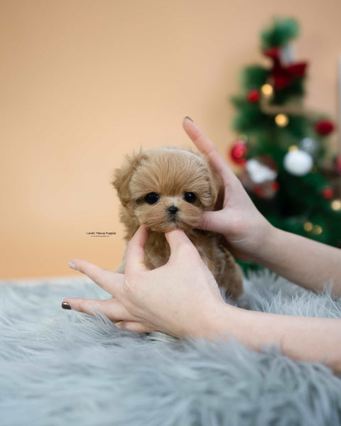 Teacup Maltipoo Male [Lucas]