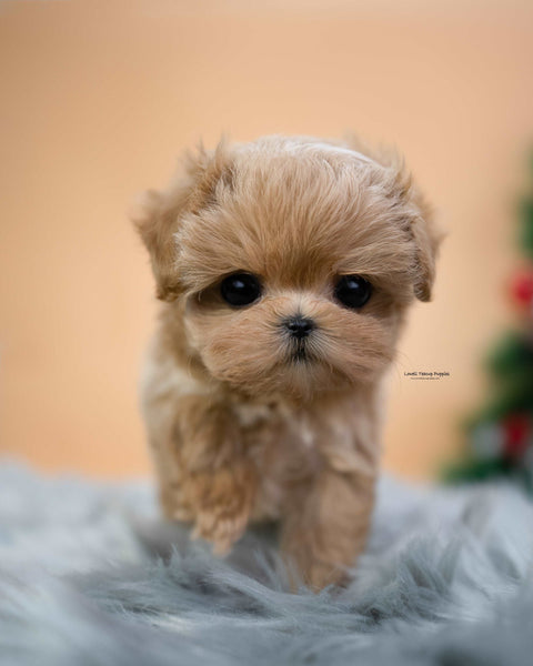 Teacup Maltipoo Male [Lucas]