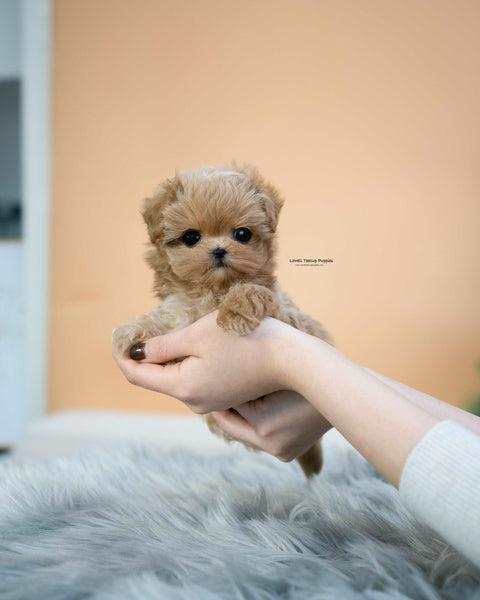 Teacup Maltipoo Male [Lucas]