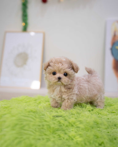 Teacup Maltipoo Male [Nico]