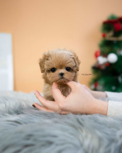 Teacup Maltipoo Male [Lucas]