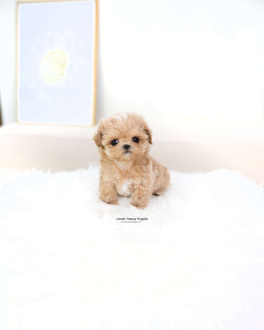 Teacup Maltipoo Male [Macaron]