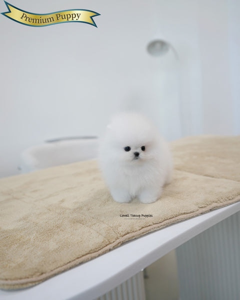 Teacup Pomeranian Male [Tom]