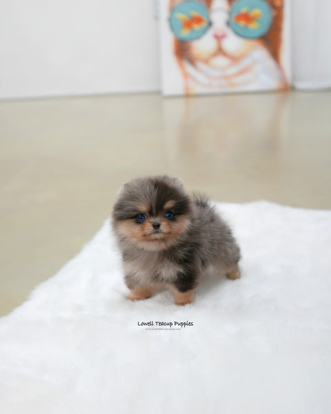 Teacup Pomeranian Female [Lyn]