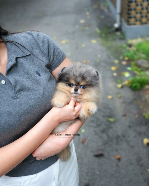 Teacup Pomeranian Male [Lucian]