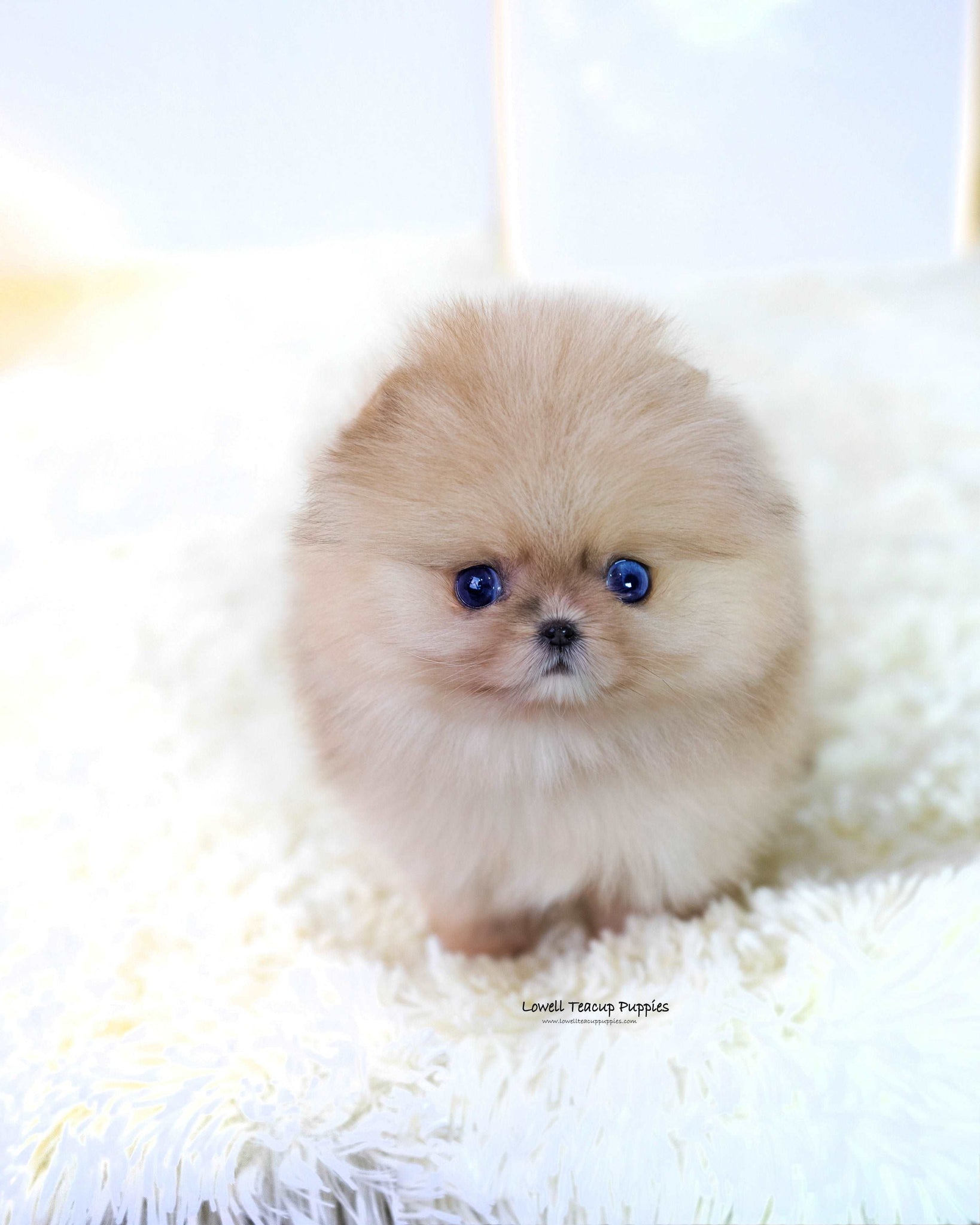 Teacup Pomeranian Male [Gideon]