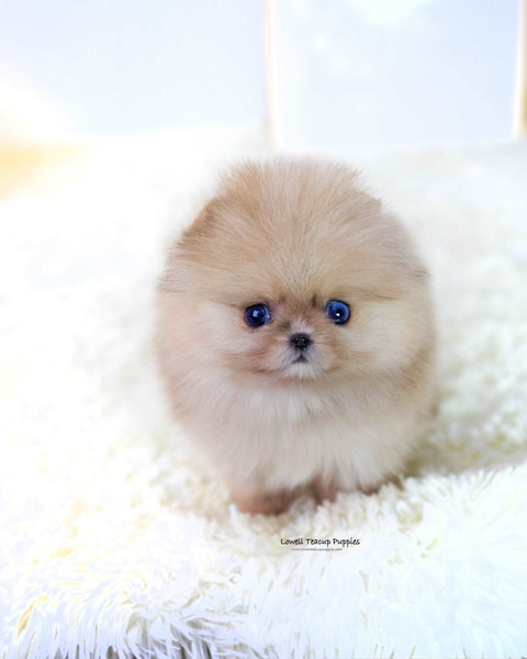 Teacup Pomeranian Male [Gideon]