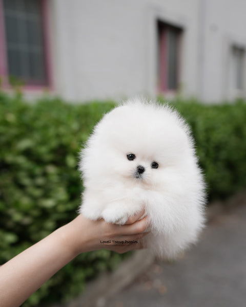 Teacup Pomeranian Male [Milk]