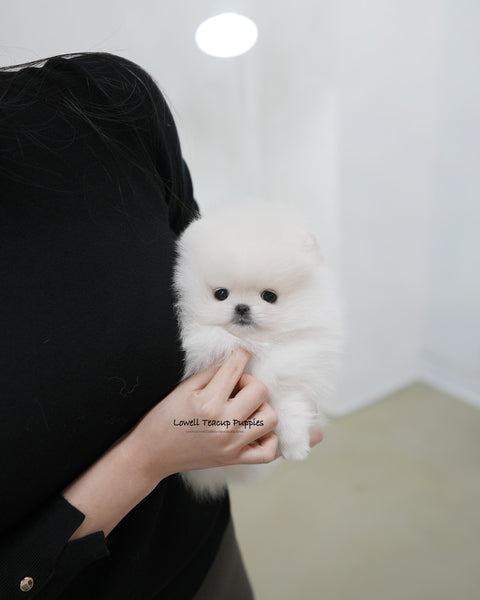 Teacup Pomeranian Female [Snowy]