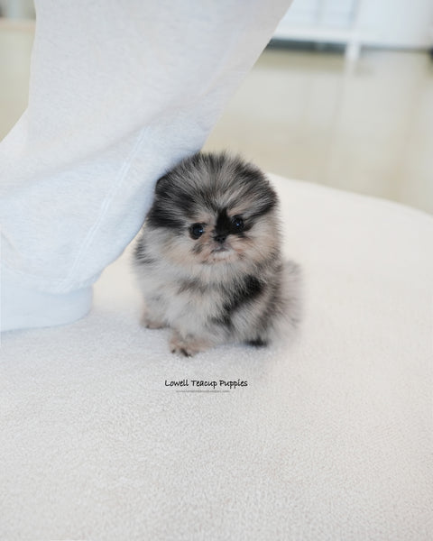 Teacup Pomeranian Male [Benz]
