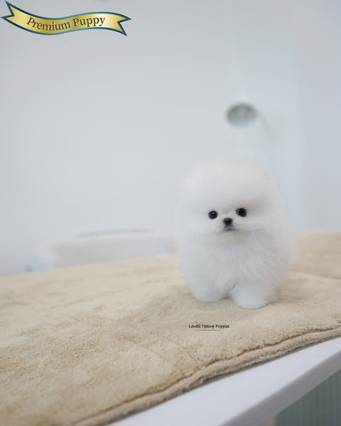 Teacup Pomeranian Male [Tom]