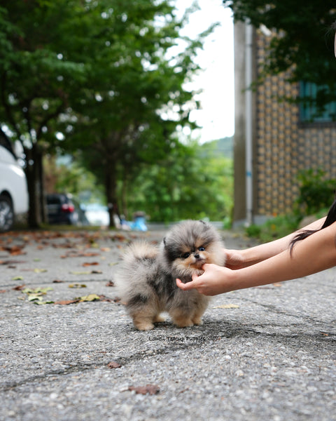 Teacup Pomeranian Male [Lucian]