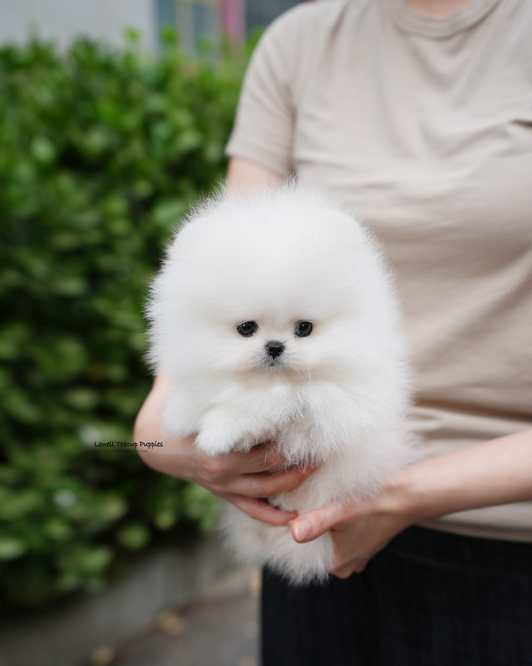 Teacup Pomeranian Male [Milk]