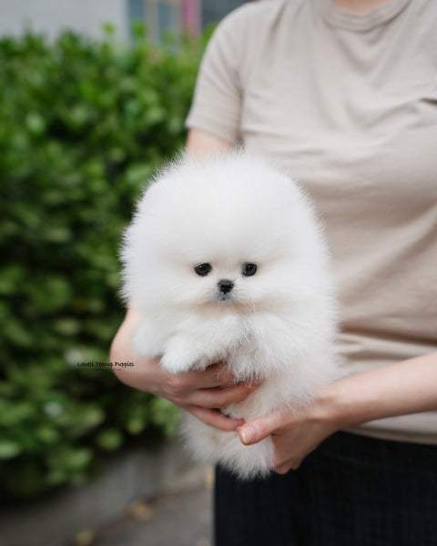 Teacup Pomeranian Male [Milk]