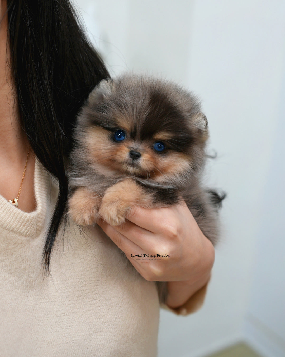 Teacup Pomeranian Female [Lyn]