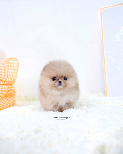 Teacup Pomeranian Male [Gideon]