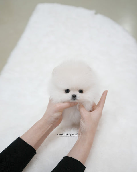 Teacup Pomeranian Female [Snowy]