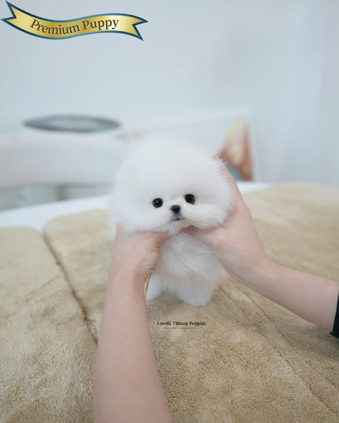 Teacup Pomeranian Male [Tom]