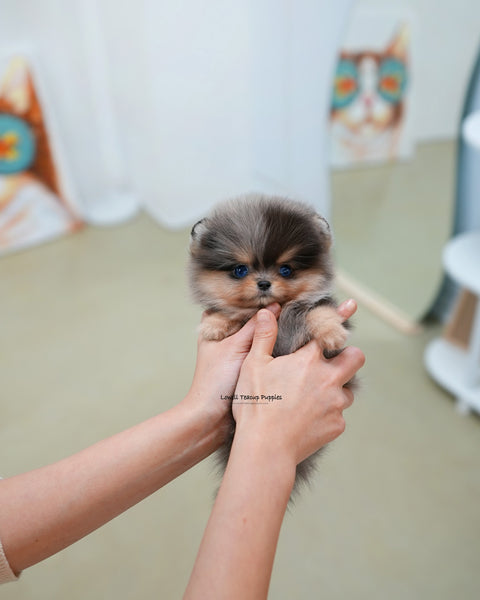 Teacup Pomeranian Female [Lyn]