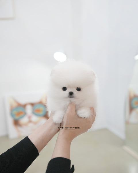Teacup Pomeranian Female [Snowy]
