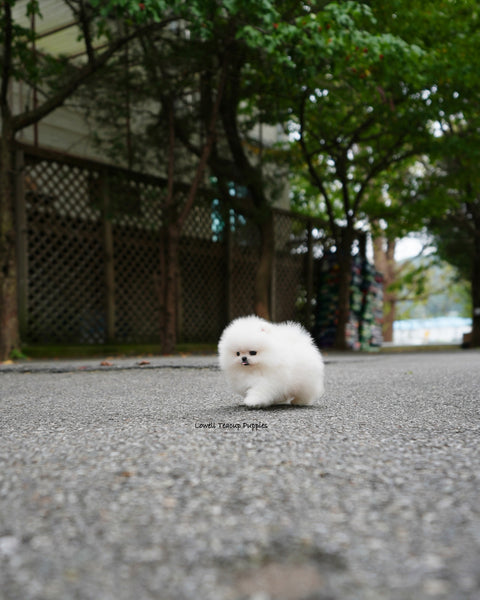 Teacup Pomeranian Male [Milk]