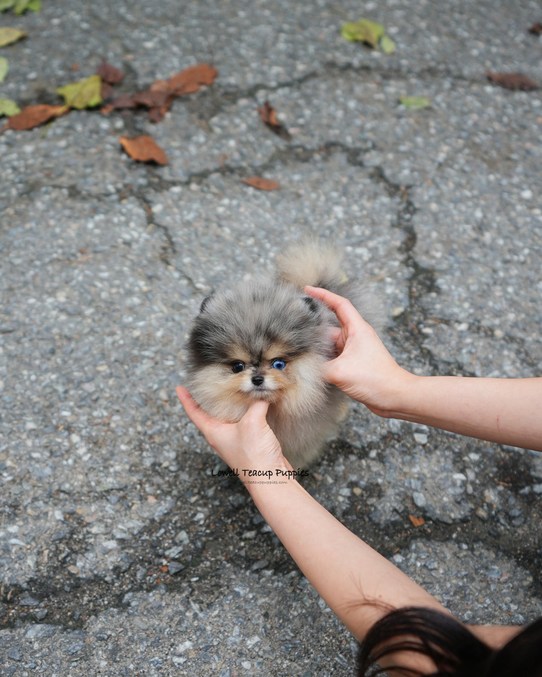 Teacup Pomeranian Male [Lucian]