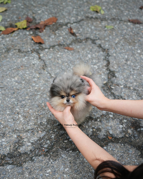 Teacup Pomeranian Male [Lucian]