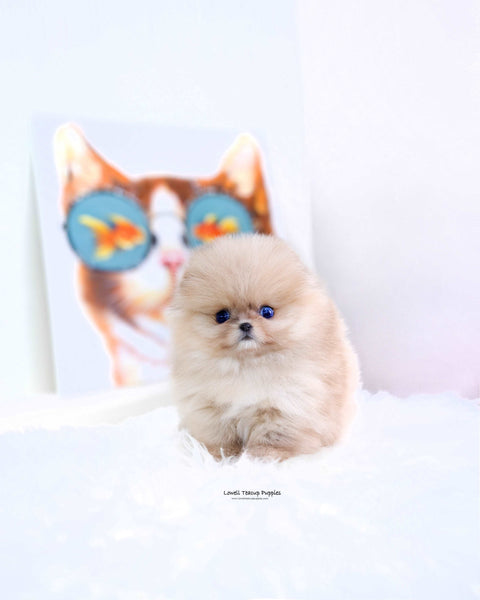 Teacup Pomeranian Male [Gideon]
