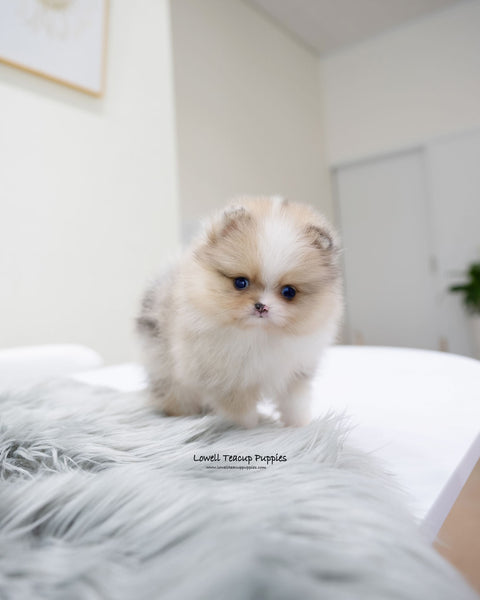 Teacup Pomeranian Male [Loyal]