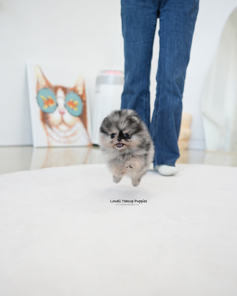 Teacup Pomeranian Male [Benz]
