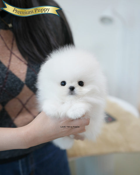 Teacup Pomeranian Male [Tom]