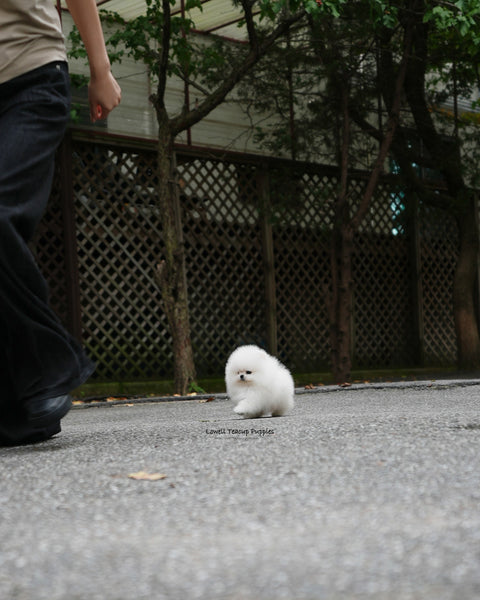 Teacup Pomeranian Male [Milk]