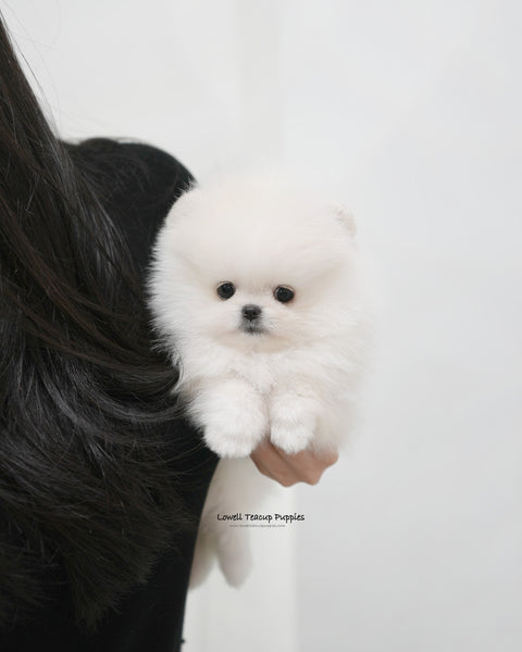 Teacup Pomeranian Female [Snowy]