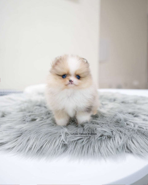 Teacup Pomeranian Male [Loyal]