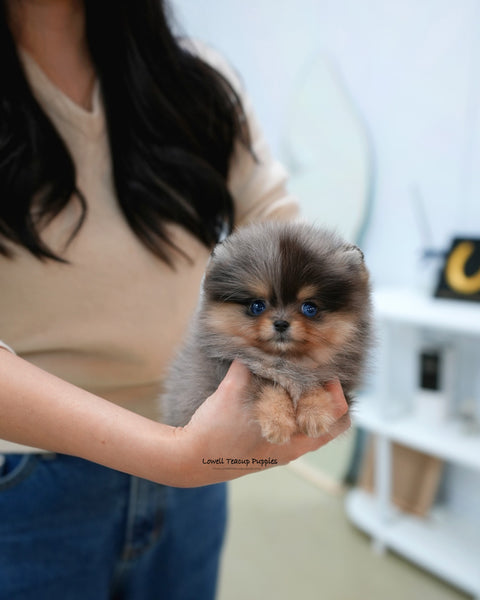 Teacup Pomeranian Female [Lyn]