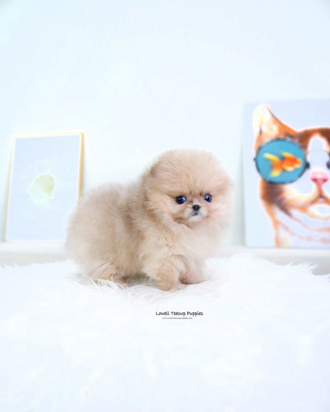 Teacup Pomeranian Male [Gideon]