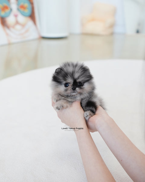 Teacup Pomeranian Male [Benz]