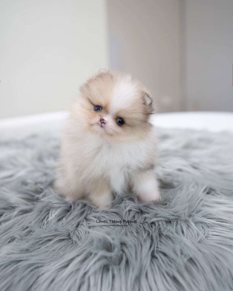 Teacup Pomeranian Male [Loyal]