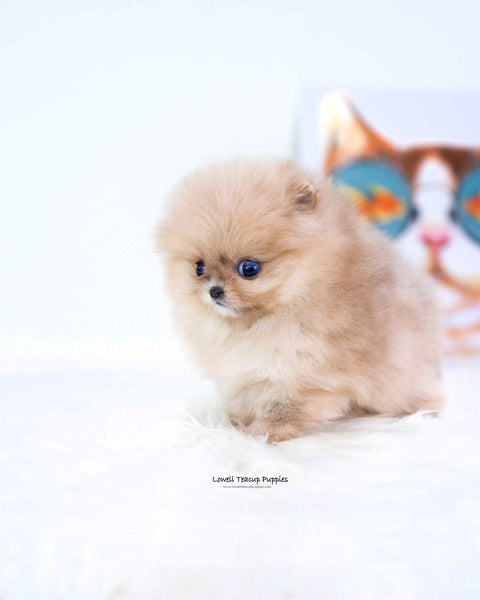 Teacup Pomeranian Male [Gideon]