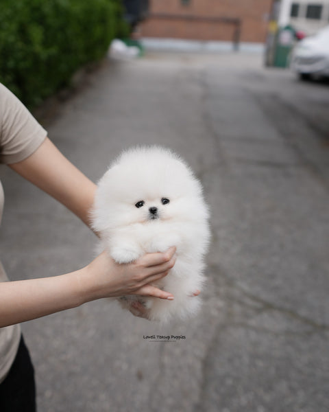 Teacup Pomeranian Male [Milk]