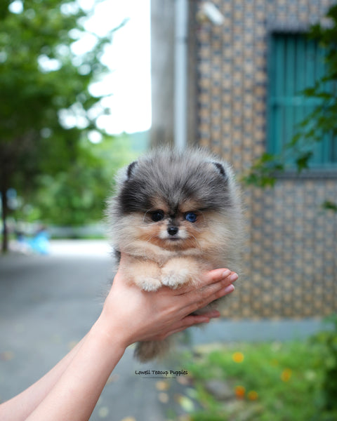 Teacup Pomeranian Male [Lucian]