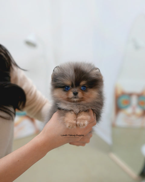 Teacup Pomeranian Female [Lyn]