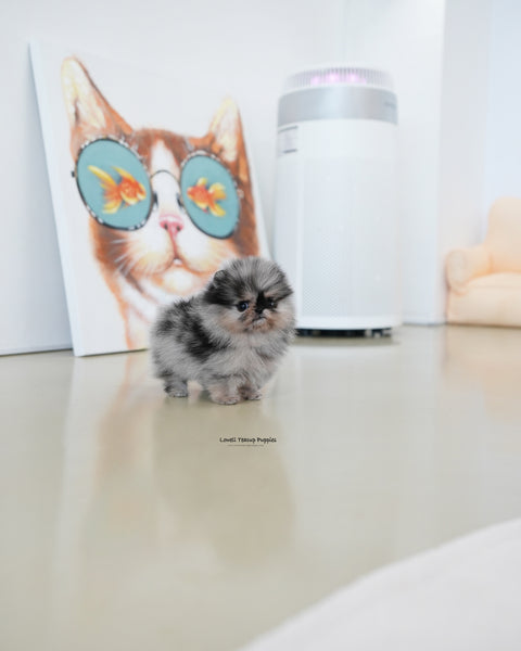 Teacup Pomeranian Male [Benz]