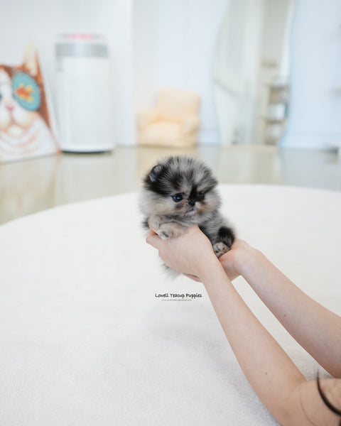 Teacup Pomeranian Male [Benz]