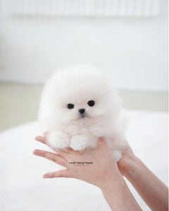 Teacup Pomeranian Male [Boo]
