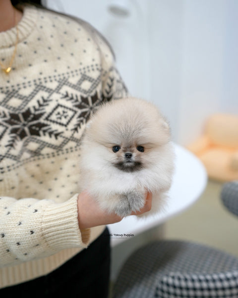 Teacup Pomeranian Female [Lala]