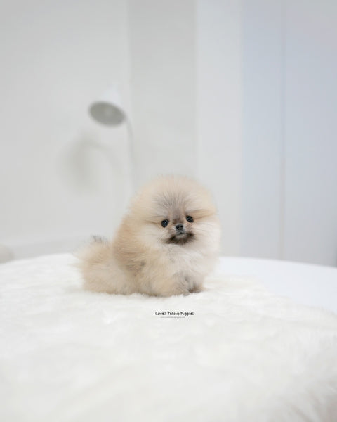 Teacup Pomeranian Female [Lala]